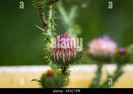 Wild thistle bud with purple tips stands against a smooth green backdrop. Fine spines ring the flower head while shallow depth of field creates a drea Stock Photo