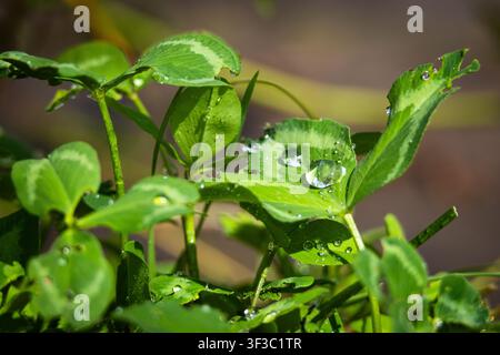 Cluster of clover like leaves glistens after rain with clear droplets resting on smooth surfaces. Sunlit highlights and shallow depth create a lively Stock Photo