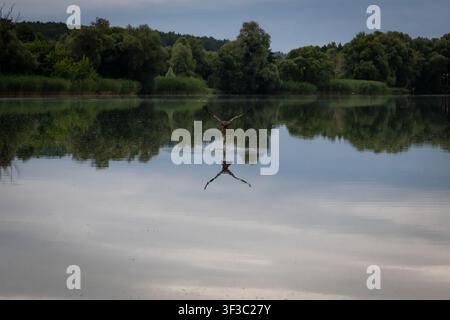 Bird of prey glides low across the lake tracing a faint V in the calm surface. Forest and clouds mirror softly creating a serene scene as the hunter w Stock Photo