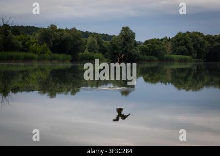 After the dive only a pale splash remains and rings drift across the lake. The restless water cuts the calm mirror while distant trees watch over a fa Stock Photo