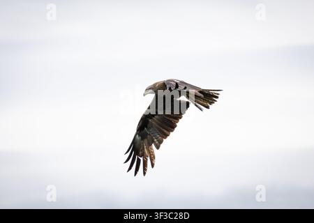 A banking turn carries the raptor across the sky. Curved wings and splayed tips carve the air as the hunter follows the shoreline and the lake below w Stock Photo