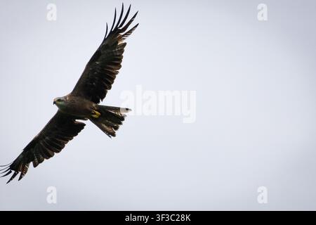 Feather detail shows along the inner wing as the raptor arcs across bright sky. The close view captures resolve and control while the treeline rests f Stock Photo