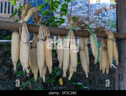 Bundles of corn cobs hanging to dry on a bamboo pole at a cafe in Menoreh Hills, Kulon Progo, Yogyakarta, Indonesia, on an afternoon. Stock Photo