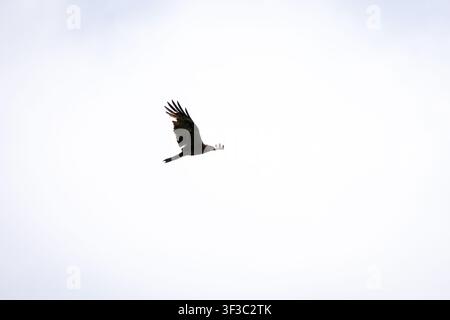 A dark raptor slices across a pale cloudy sky with splayed primaries and elegant posture creating a spare airy composition that focuses on movement gr Stock Photo