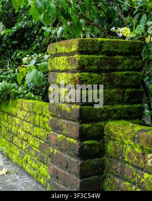 A moss-covered brick garden wall at Kampung Emas Krapyak IX in Yogyakarta, Indonesia, on an afternoon. Stock Photo
