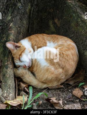 A ginger cat sleeping curled up under a tree root at Prambanan temple complex garden in Yogyakarta, Indonesia, on an afternoon. Stock Photo