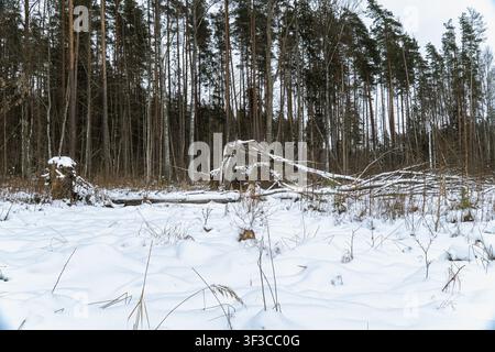 Fallen trees and uprooted trunks lying in snow covered forest after storm damage, winter woodland destruction and natural disturbance concept Stock Photo