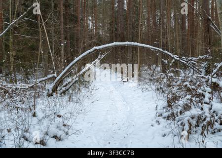 Snow-covered forest path passing under naturally bent fallen tree forming archway in quiet winter woodland, symbolizing resilience and untouched natur Stock Photo