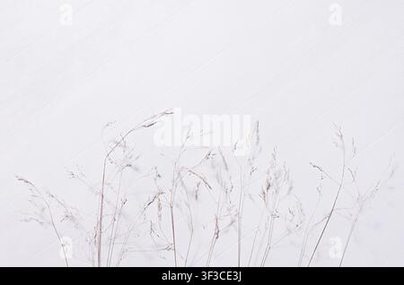 Simple autumn background - panicles of dry fluffy beige grass on white wooden board, top view, copy space. Stock Photo