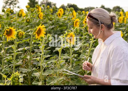 Middle aged blonde woman writes notes on tablet with stylus while inspecting blooming sunflower field at sunset. Concept of precision agriculture, cro Stock Photo