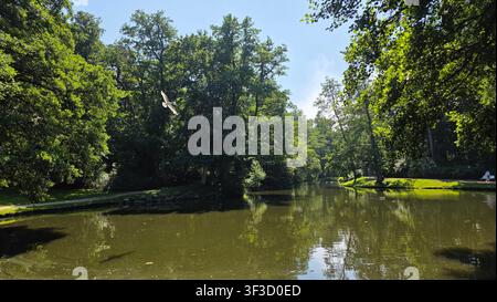 Seagull flying over peaceful park pond surrounded by lush green trees in summer, Palanga, Lithuania. Stock Photo