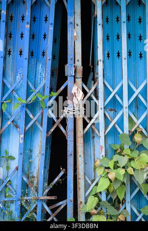 Vertical composition showing a distressed, painted blue folding metal security gate secured at the center with a thick chain, flanked by green climbin Stock Photo