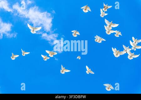 Group of white pigeons flies across vivid blue sky with soft white clouds and large open copy space, creating clean visual for peace, freedom Stock Photo