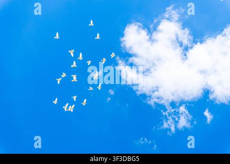 Group of white pigeons flies across vivid blue sky with soft clouds and large copy space, creating a clean nature background for freedom, peace Stock Photo