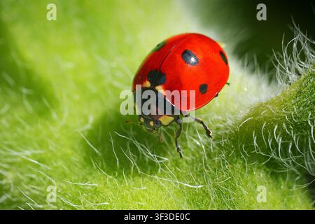 Macro image of a Seven-Spot Ladybird on a Sunflower stem Stock Photo