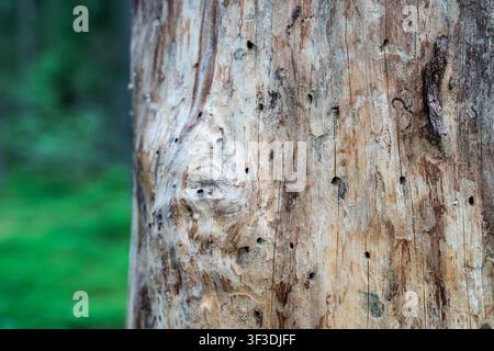 Spruce forest infested by bark beetle, tree without bark eaten by insects, spots holes on surface. Stock Photo
