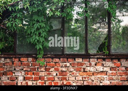 Old rusty window with broken panes, overgrown with green ivy above  brick wall, exterior of  abandoned building. Stock Photo