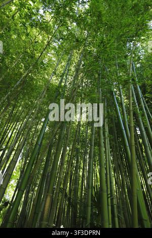 Looking Up Through a Lush Bamboo Forest Canopy with Sunlight Stock Photo