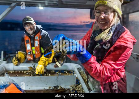 At sunrise, a fisherwoman smiles as she holds a freshly caught lobster over a sorting crate on a boat in St Ann’s Bay near Murray Road on Cape Breton Island, Nova Scotia, Canada. In the background, a fisherman wearing yellow rubber gloves sorts through the catch Stock Photo