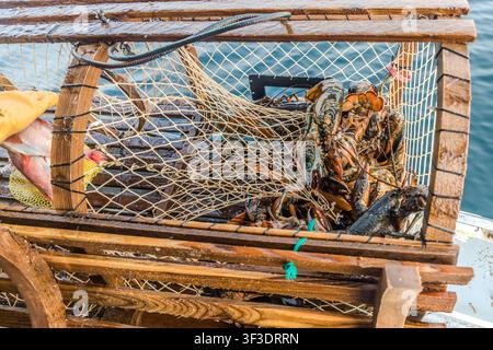 Close-up: A lobster and a bait fish with a reddish sheen lie together in a lobster trap on board a boat in St Ann’s Bay, Cape Breton Island, Nova Scotia, Canada Stock Photo