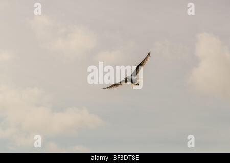 A seagull flies over St Ann’s Bay near Englishtown on Cape Breton Island, Nova Scotia, Canada, with its wings spread wide. Lobster boats regularly leave food for the birds in the bay Stock Photo