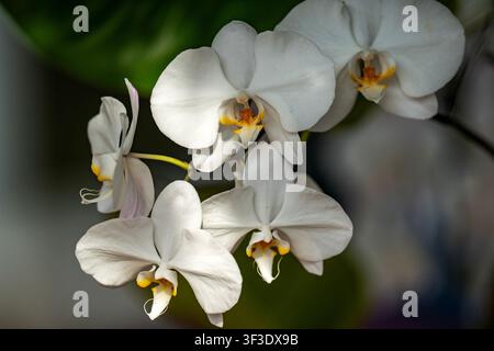 Elegant White Phalaenopsis Orchid Flowers in Soft Lighting Stock Photo