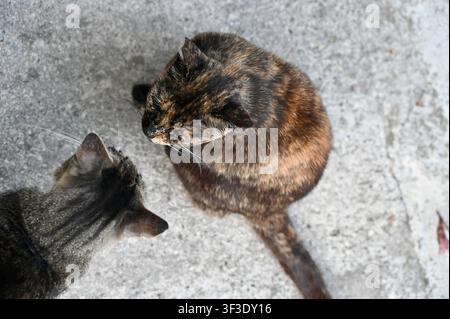 Top-down perspective of two street cats meeting outdoors on a concrete pavement, a tortoiseshell cat and a tabby cat interacting. Ideal concept for animal behavior, stray pets, urban wildlife, friendship, and domestic animals. Stock Photo
