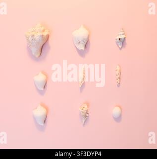 A neatly arranged grid of various white and light-colored seashells rests on a soft pastel pink background, creating a serene, minimalist display. Stock Photo