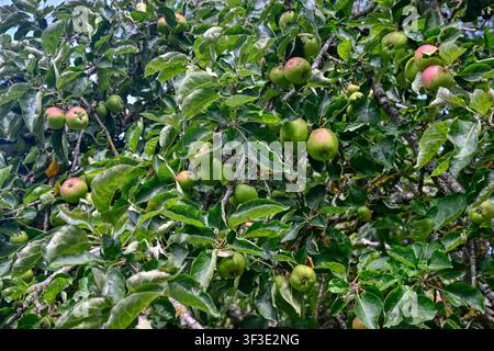 Apples (Malus domestica) ripening on a tree in late July Stock Photo