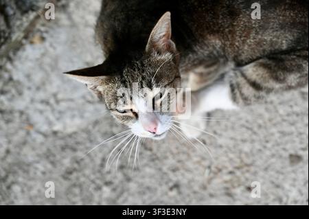 An aerial, high-angle close-up photograph of a domestic tabby and white cat resting on textured concrete pavement. The cat has its eyes closed, appearing peaceful or dozing, with prominent whiskers fanned out. The shot captures the texture of its fur, its pink nose, and the raw concrete ground. Suitable for animal welfare, stray cat awareness, pet behavior, or urban wildlife themes Stock Photo