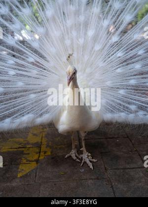 A rare white peacock with it's feathers Stock Photo