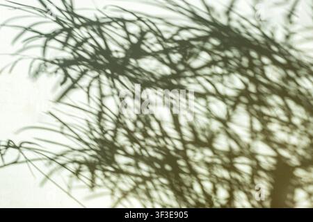 Soft plant shadow on textured wall creating abstract leaf pattern in warm sunlight Stock Photo