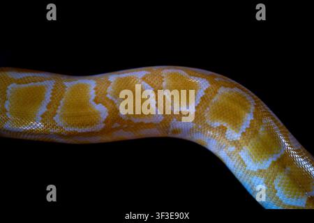 Close up of a albino burmese python Stock Photo