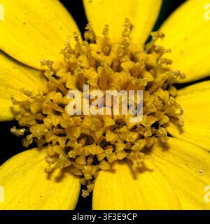 Corn Marigold flower head (Glebionis segetum) extreme close up macro of single yellow wildflower with detail of inner florets, stigmas, anthers Stock Photo