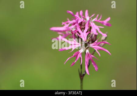 Silene flos-cuculi (ragged robin, meadow pink, meadow lychnis) wildflower Stock Photo