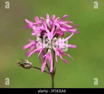 Silene flos-cuculi (ragged robin) wildflower blooming in a meadow Stock Photo