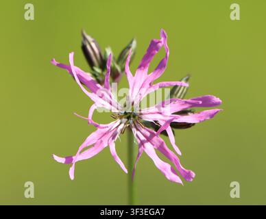 Silene flos-cuculi (ragged robin) wild flowering plant Stock Photo