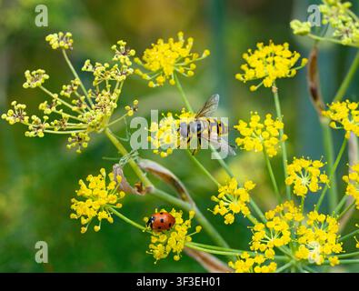 Hoverfly Merodon equestris on Foeniculum vulgare - fennel July Summer Stock Photo