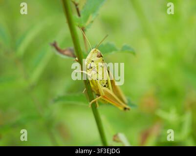 Meadow Grasshopper Pseudochorthippus parallelus, insect short horned grasshopper invertebrate natural camouflage Acrididae resting climbing clinging Stock Photo