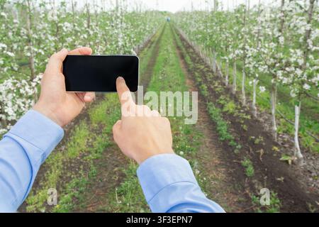 Farmer with phone for working hydroponic in morning at plantation of apple trees Stock Photo