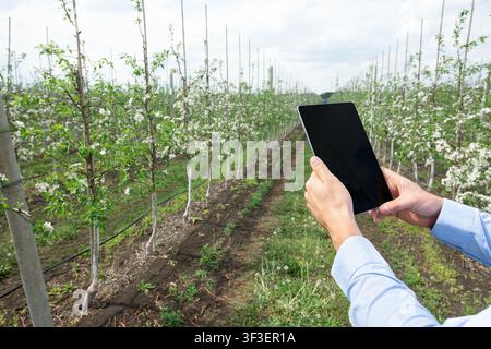 Farmer using digital tablet, inspecting blooming fruit trees in orchard Stock Photo