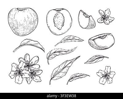 Peach fruit set with leaves and blossom flowers linear drawing. Hand drawn cut and whole fruit, leaf, flower sketch illustration. Stock Vector