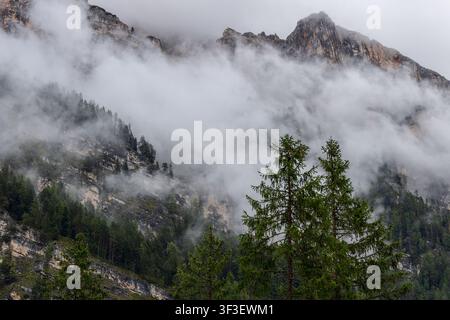 Two foreground spruces stand against a fog-filled mountain face as the crown of Piz de Pares breaks through cloud in South Tyrol, Italy Stock Photo