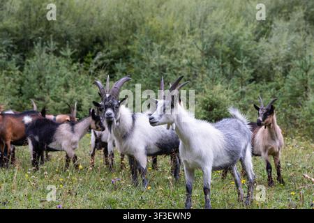 Two gray-white Passeirer mountain goats lead a mixed horned herd across a grassy forest clearing filled with small wildflowers Stock Photo