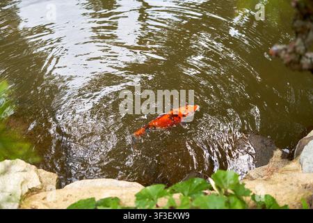 A vibrant orange and black koi carp fish swimming near the surface of a murky green pond, creating concentric ripples in the water. The ornamental Stock Photo