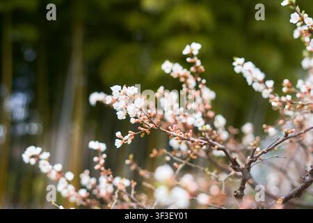 A close-up photograph of delicate white cherry or plum blossoms blooming on thin brown branches. The flowers are in various stages of opening, with Stock Photo