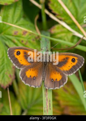 A gatekeeper or hedge brown butterfly, Pyronia tithonus, perched on a blade of grass. Stock Photo