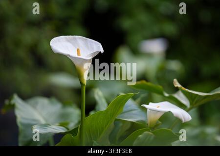 Zantedeschia aethiopica (L.) Spreng. white calla lily in full bloom. Elegant close-up of an arum lily with dark natural background and copy space. Stock Photo