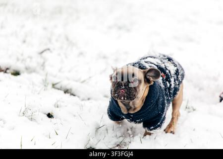 A small dog walks through snow-covered ground in a winter scene. The dog wears a coat and seems curious. Snowflakes cover its face and fur. The settin Stock Photo