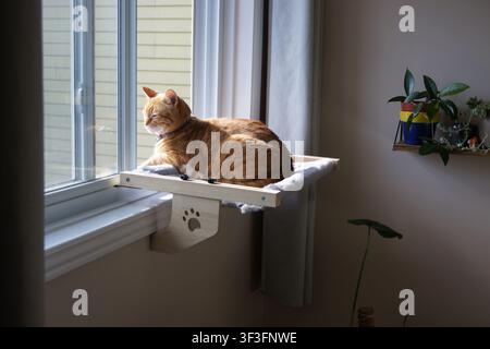 Orange tabby cat resting on a sunny window perch, paw on the edge, with houseplant nearby and daylight streaming through the curtains. Stock Photo